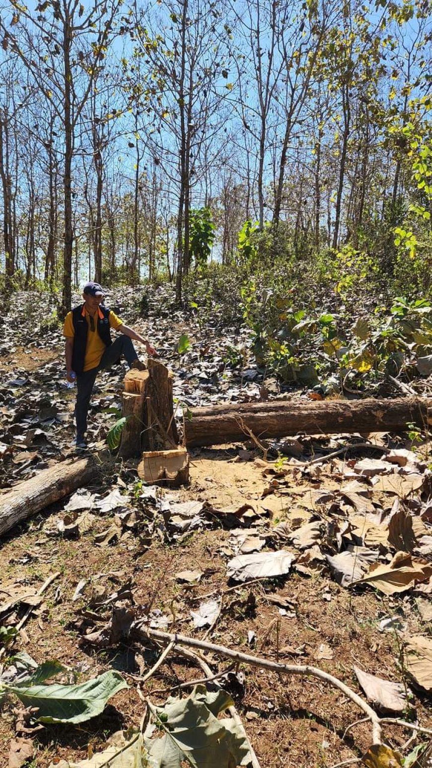 Jika Ingin Panen Kayu Maka Menanamlah