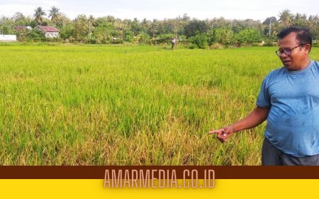 Komisi II DPRD Tinjau  Sejumlah Lokasi Tanaman Padi Warga Raberas Yang Menguning dan Merah