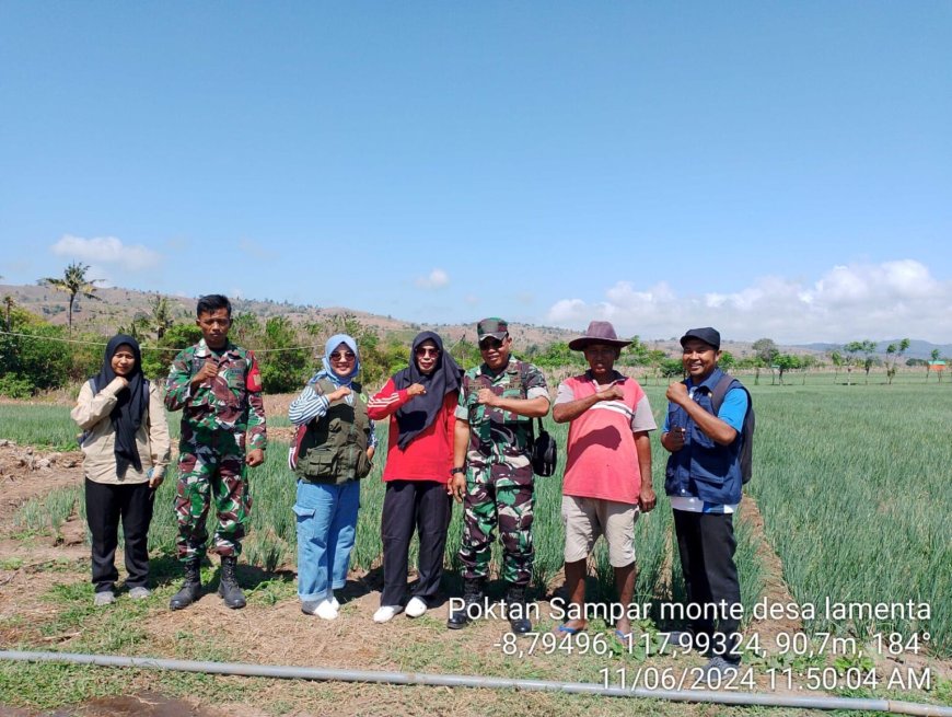 Wujudkan Swasembada Pangan di Sumbawa, PPL Desa Lamenta Bersama Danramil Empang Cek Perkembangan Bawang di Lahan Poktan