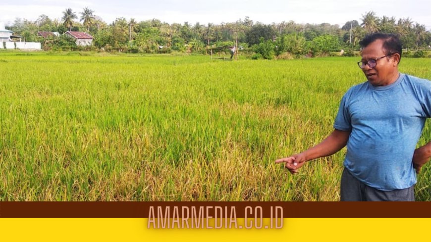Komisi II DPRD Tinjau  Sejumlah Lokasi Tanaman Padi Warga Raberas Yang Menguning dan Merah