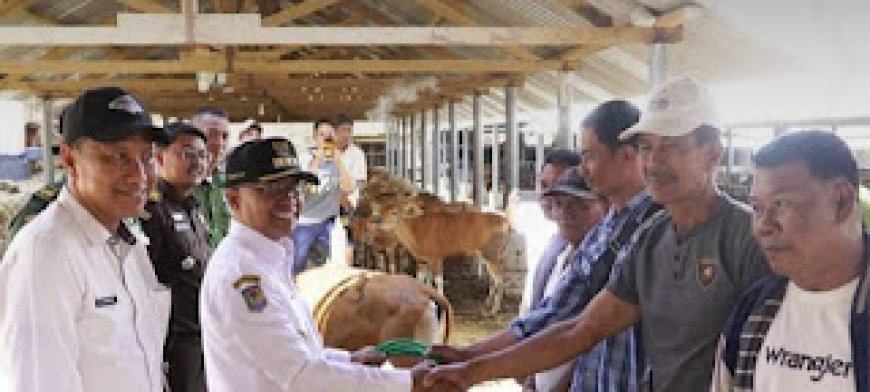 Kembangkan Peternakan dan Kesejahteraan Masyarakat,Pjs.Bupati Sumbawa Serahkan Bantuan   Bibit Sapi  Bagi Kelompok Ternak