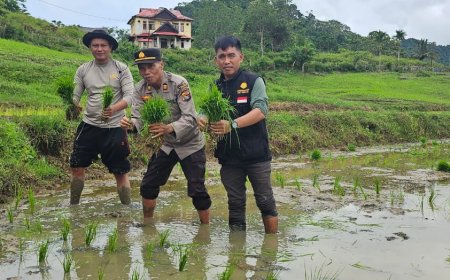 Di Balik Ladang Padi Melimpah: Krisis Pangan dan Solusi Cerdas di Ropang