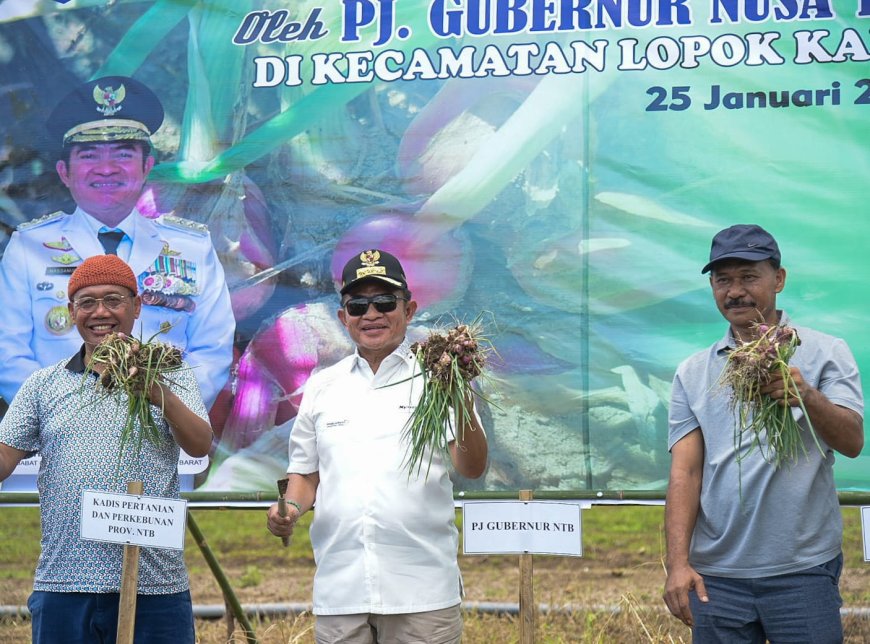 Panen Bawang Merah di Lopok, Pj Gubernur NTB: Mesti Mampu Beradaptasi dengan Inovasi