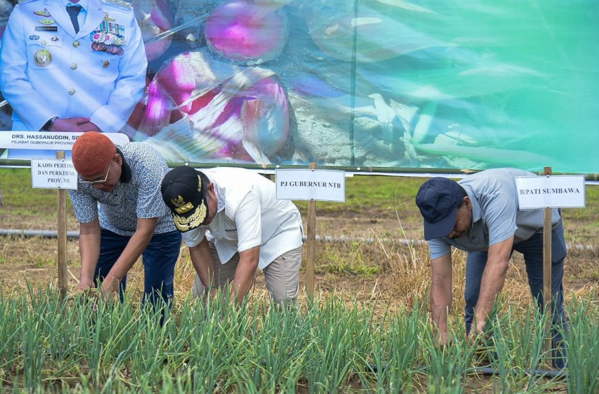 Panen Bawang Merah di Lopok, Pj Gubernur NTB: Mesti Mampu Beradaptasi dengan Inovasi