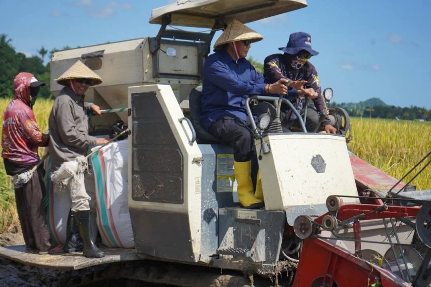 Presiden Prabowo Pantau dari Jabar, Bupati Sumbawa Pimpin Panen Raya Wujudkan Swasembada Pangan