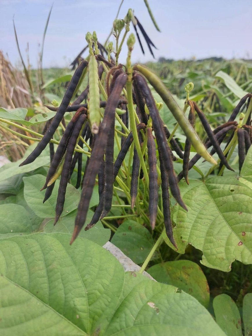 Investasi Kacang Hijau di Sumbawa: Pabrik Baru Siap Serap Rp 140 Miliar, Petani Lokal Raih Peluang Emas!