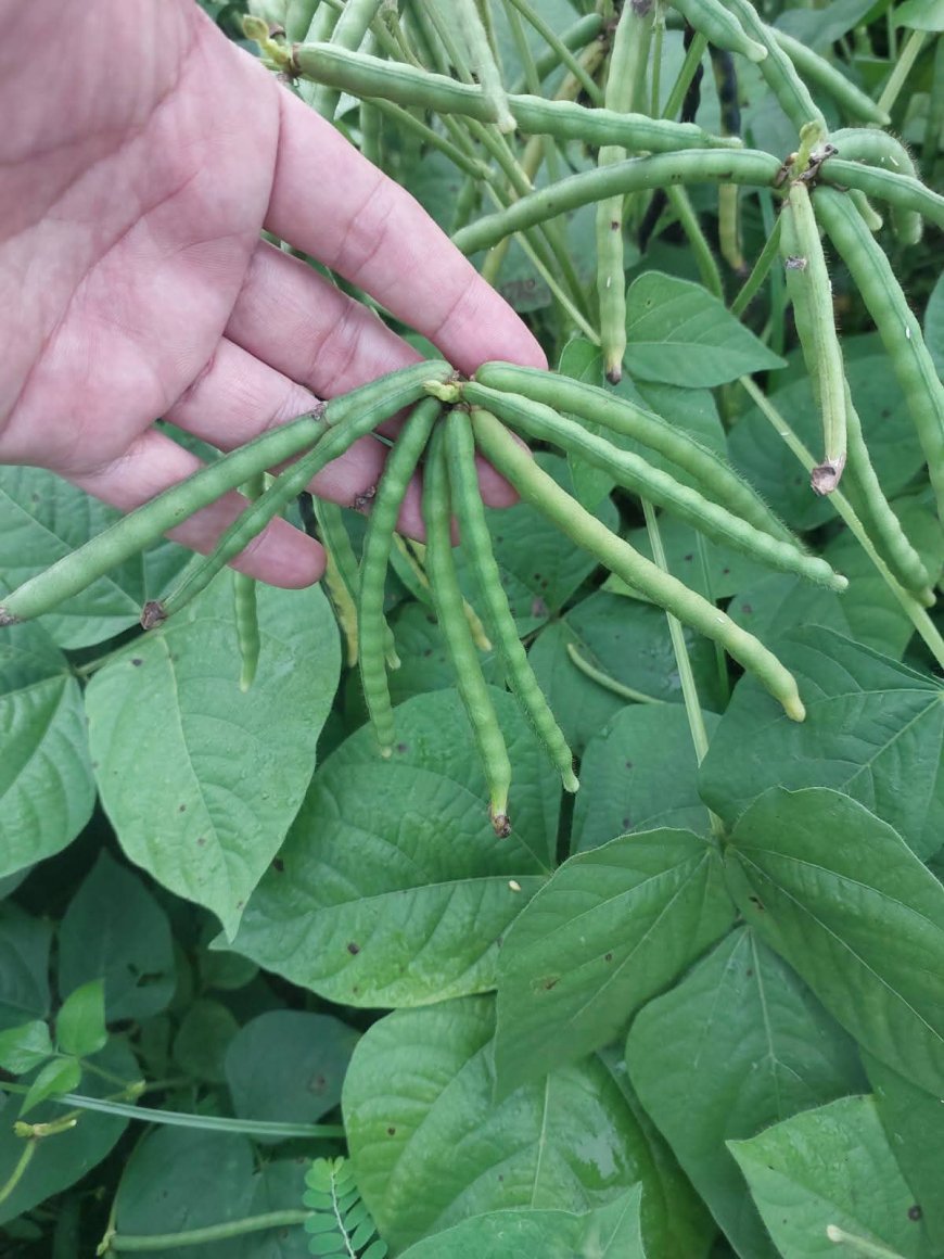 Investasi Kacang Hijau di Sumbawa: Pabrik Baru Siap Serap Rp 140 Miliar, Petani Lokal Raih Peluang Emas!