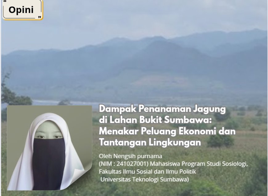 Dampak Penanaman Jagung di Lahan Bukit Sumbawa: Menakar Peluang Ekonomi dan Tantangan Lingkungan