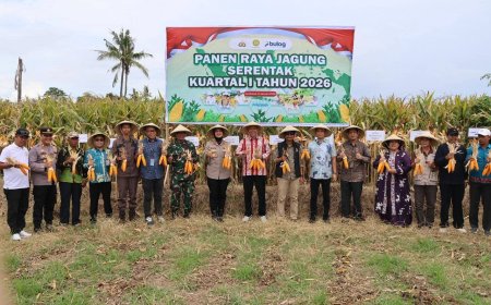 Perkuat Ketahanan Pangan, Pimpinan DPRD Sumbawa Bersama Forkopimda Gelar Panen Raya Jagung di Utan