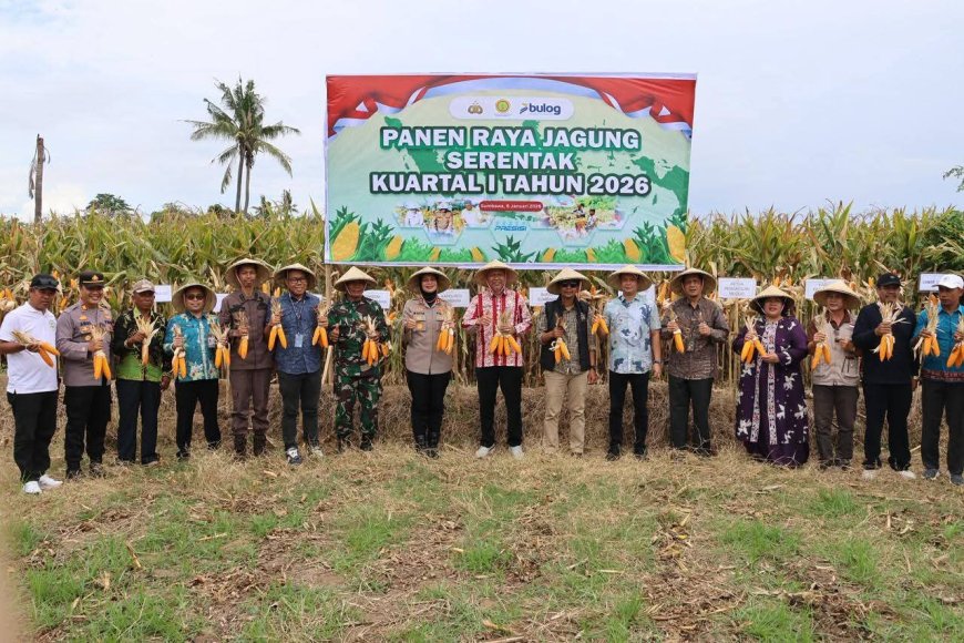 Perkuat Ketahanan Pangan, Pimpinan DPRD Sumbawa Bersama Forkopimda Gelar Panen Raya Jagung di Utan