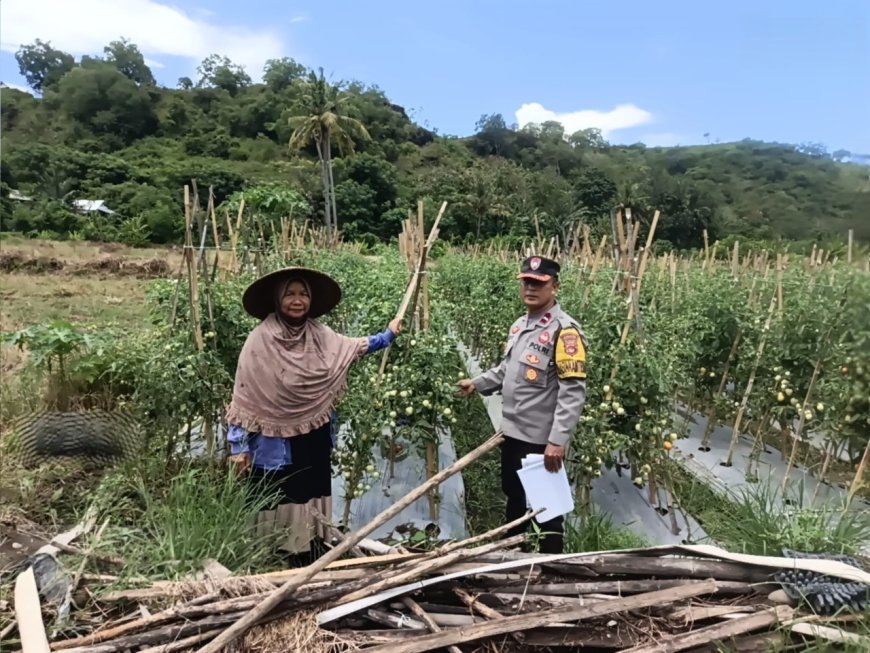 Dukung Asta Cita Presiden, Bhabinkamtibmas Desa Rhee Pantau Pertumbuhan Jagung Hibrida Milik Warga