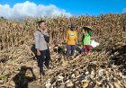 Bhabinkamtibmas Desa Mata Berikan Motivasi dan Edukasi kepada Petani Jagung