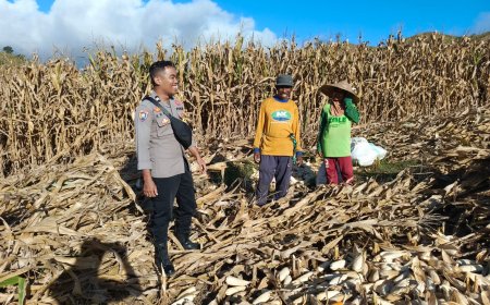 Bhabinkamtibmas Desa Mata Berikan Motivasi dan Edukasi kepada Petani Jagung