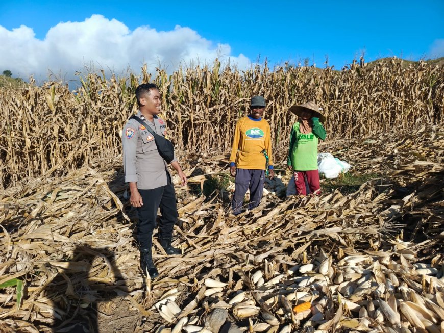 Bhabinkamtibmas Desa Mata Berikan Motivasi dan Edukasi kepada Petani Jagung