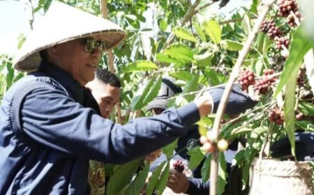 Festival Ngemar Kawa 2026: Strategi Jitu Pemkab Sumbawa Kenalkan Kopi Batulanteh ke Pentas Nasional