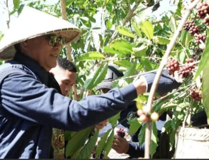 Festival Ngemar Kawa 2026: Strategi Jitu Pemkab Sumbawa Kenalkan Kopi Batulanteh ke Pentas Nasional