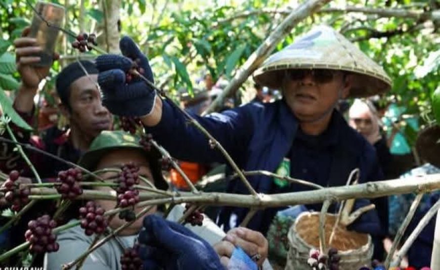 Festival Ngemar Kawa 2026: Strategi Jitu Pemkab Sumbawa Kenalkan Kopi Batulanteh ke Pentas Nasional