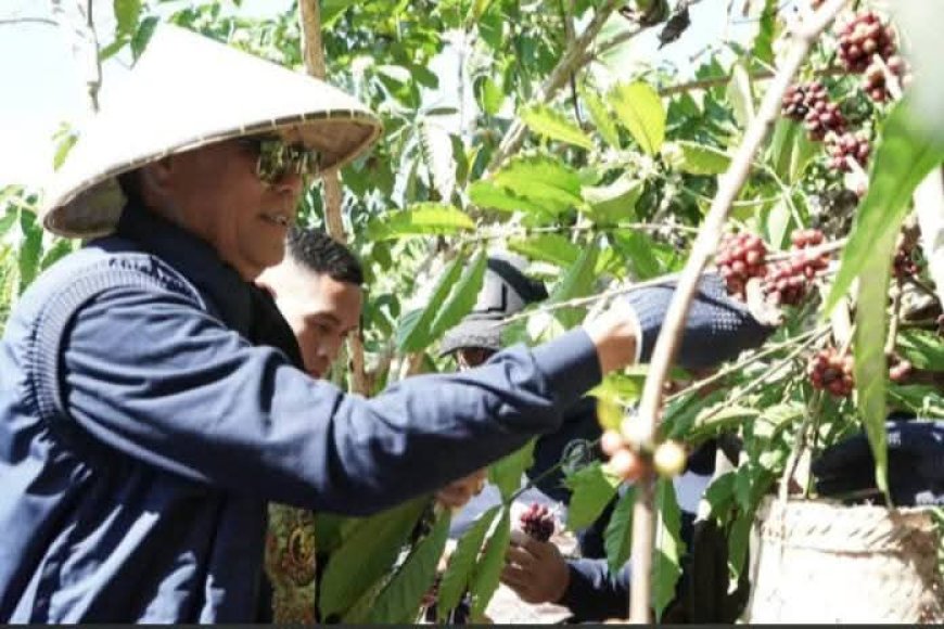 Festival Ngemar Kawa 2026: Strategi Jitu Pemkab Sumbawa Kenalkan Kopi Batulanteh ke Pentas Nasional